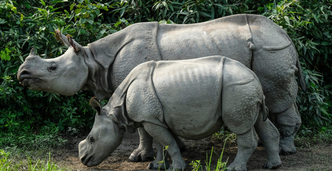 parc animalier à Annecy.jpg